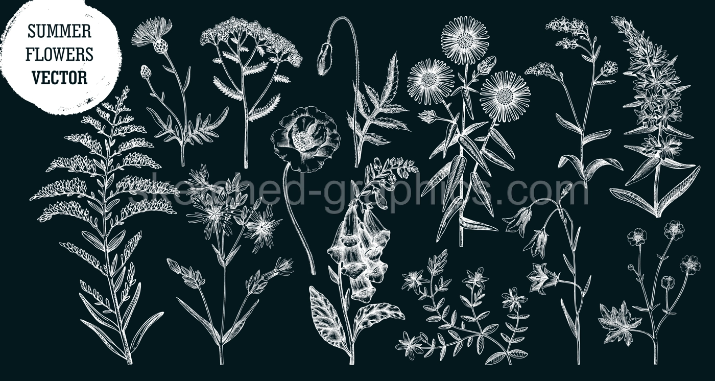Hand drawn summer flower sketches collection. Wildflower drawings on chalkboard. Herbs, meadows or woodlands flowering plant. Floral design elements set in engraved style Illustration